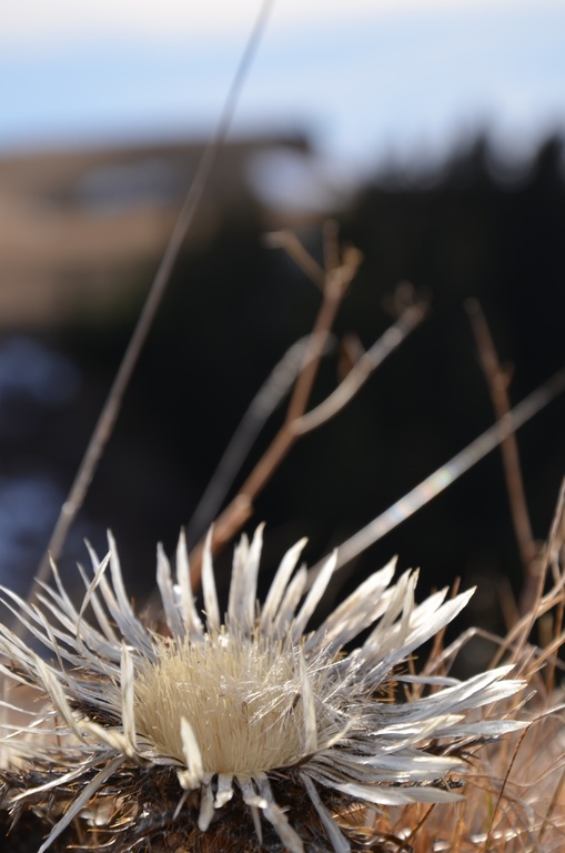 2016-12 France/Le Semnoz/DSC_0135.JPG